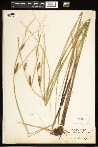 Carex lasiocarpa subsp. americana image
