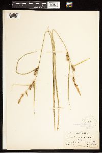 Carex lasiocarpa subsp. americana image