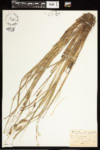 Carex lasiocarpa subsp. americana image