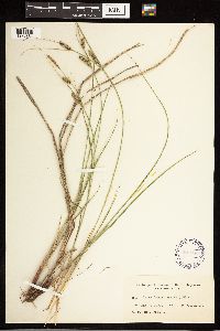 Carex lasiocarpa subsp. americana image
