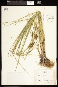 Carex lasiocarpa subsp. americana image