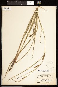 Carex lasiocarpa image