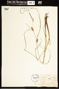 Carex lasiocarpa image