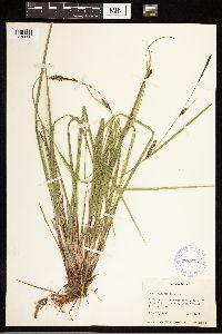 Carex lasiocarpa image
