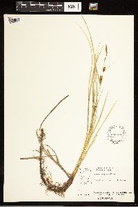 Carex lasiocarpa image