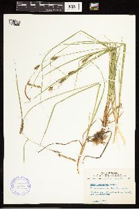 Carex lasiocarpa image