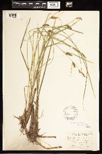 Carex lasiocarpa image