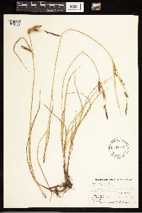Carex lasiocarpa image