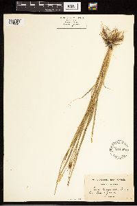 Carex lasiocarpa image
