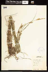 Carex lasiocarpa image