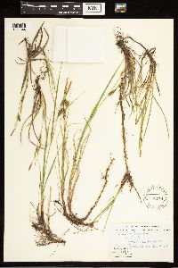 Carex lasiocarpa image