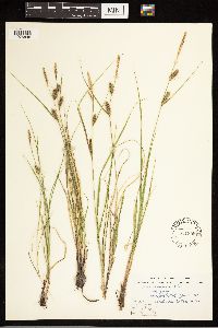 Carex lasiocarpa image