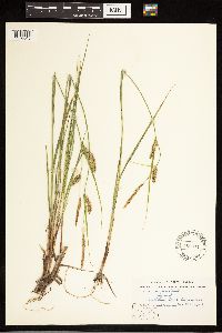 Carex lasiocarpa image