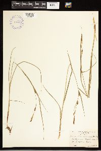 Carex lasiocarpa subsp. americana image