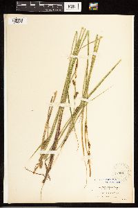Carex lasiocarpa image