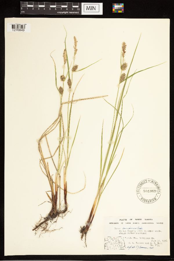 Carex lasiocarpa subsp. americana image