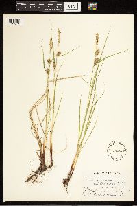 Carex lasiocarpa image