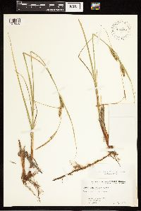 Carex lasiocarpa image
