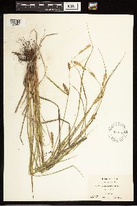 Carex lasiocarpa image
