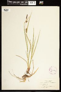 Carex lasiocarpa image