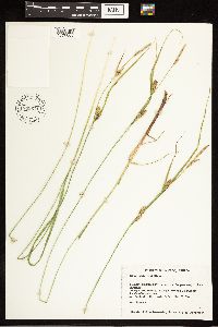 Carex lasiocarpa image