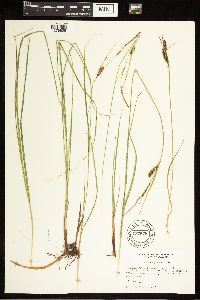 Carex lasiocarpa image