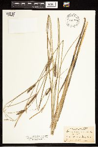 Carex lasiocarpa image