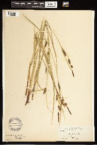 Carex lasiocarpa image