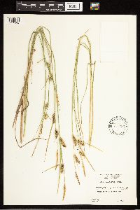 Carex lasiocarpa image