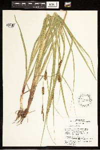 Carex lasiocarpa image