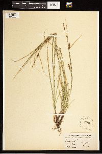 Carex lasiocarpa image