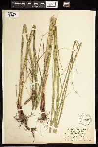 Carex lasiocarpa image