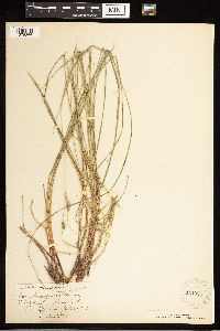 Carex lasiocarpa image