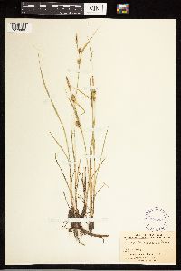 Carex lasiocarpa image