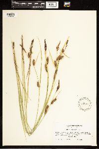 Carex lasiocarpa image