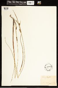 Carex lasiocarpa image
