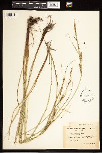 Carex lasiocarpa image