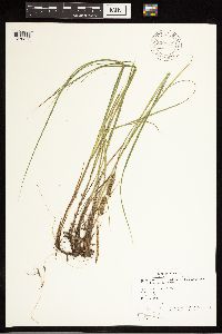 Carex lasiocarpa image