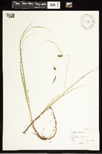Carex lasiocarpa image