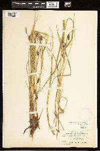 Carex lasiocarpa image