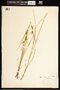Carex lasiocarpa image