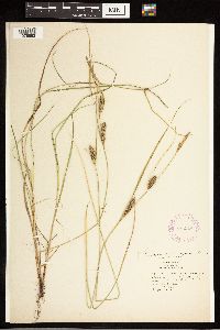 Carex lasiocarpa image