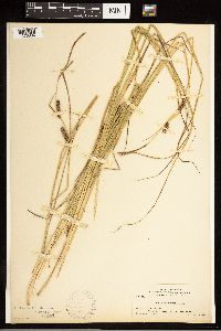 Carex lasiocarpa image
