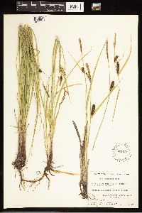 Carex lasiocarpa image