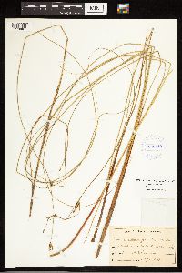 Carex lasiocarpa image