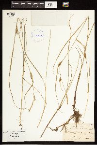 Carex lasiocarpa image