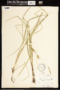 Carex lasiocarpa image