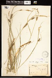 Carex lasiocarpa image