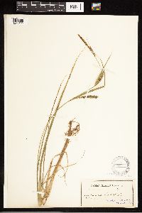 Carex lasiocarpa image