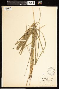 Carex lasiocarpa image